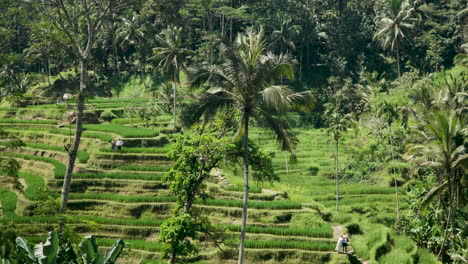 Abenteuerlustige-Reisende,-Die-Durch-Terrassenförmig-Angelegte-Reisfelder-Im-Epischen-Dschungelwald-Von-Ubud-Auf-Bali-Wandern---Luftaufnahme