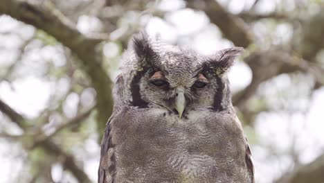 Large-Owl-Close-Up-Portrait-in-Africa-Perched-in-a-Tree,-Verreauxs-Eagle-Owl,-a-Big-Owl-Bird-in-Tanzania-in-Africa-at-Ngorongoro-Conservation-Area-in-Ndutu-National-Park,-African-Birds-and-Animals