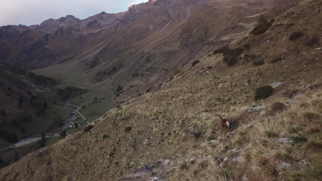 Aerial-back-shot-of-a-lone-male-deer-roaming-through-picturesque-mountain-trails