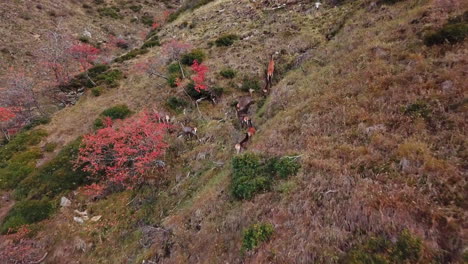 Toma-Aérea-De-Un-Drone-De-Un-Pintoresco-Paisaje-Montañoso