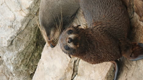 Juvenile-New-Zealand-fur-seal-is-curious-as-mother-sleeps---vertical-close-up