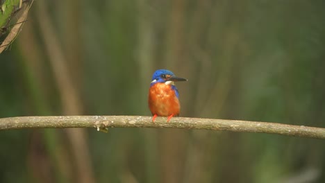 Adorable-Primer-Plano-Del-Pájaro-Martín-Pescador-De-Orejas-Azules-Posado-En-La-Rama-Del-árbol