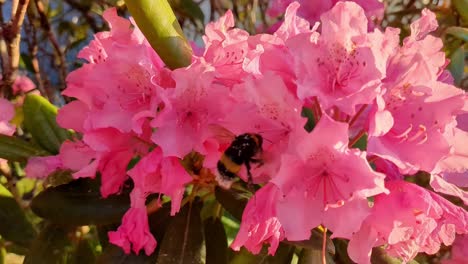 Hummel-Fliegt-Im-Frühling-In-Rosa-Azaleenblüten-Und-Sammelt-Pollen