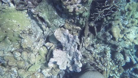 De-Arriba-Hacia-Abajo-Arrecife-De-Coral-Bajo-El-Agua-Mar-Caribe,-Agua-Cristalina