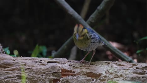 De-Pie-Inmóvil,-Un-Pitta-Hydrornis-Cyaneus-Azul-Gira-Hacia-La-Izquierda-Y-Se-Mueve-Hacia-Abajo-Y-Fuera-Del-Marco-En-Un-Bosque-En-Tailandia