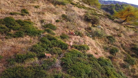 Toma-Aérea-De-Una-Manada-De-Venados-Hembras-Deambulando-Por-Un-Pintoresco-Sendero-De-Montaña