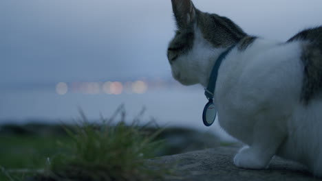 Pull-focus-from-sea-to-sitting-cat