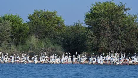 Vegetation-Flussufer,-See-Wasserbewegung,-Ornithologie-Wissenschaftliche-Studie