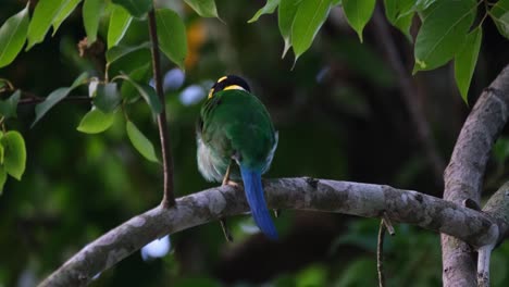 Shaking-its-body,-a-Long-tailed-Broadbill-Psarisomus-dalhousiae-is-scratching-its-feathers-while-perching-on-a-tree-in-a-forest-in-Thailand