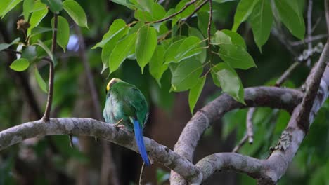 Scratching-as-it-preens,-a-Long-tailed-Broadbill-Psarisomus-dalhousiae-is-cleaning-its-feathers-as-it-sits-on-a-tree-in-a-forest-in-Thailand