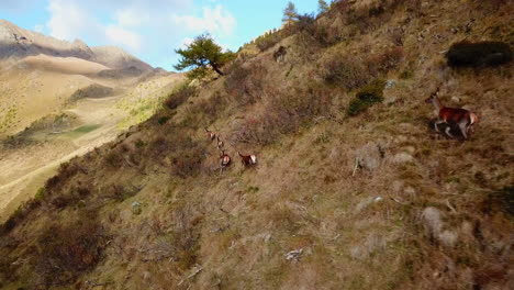 Toma-Aérea-De-Una-Manada-De-Venados-Hembras-Deambulando-Por-Un-Pintoresco-Sendero-De-Montaña