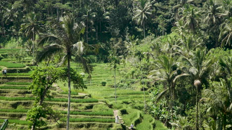 Couple-Tourists-Exploring-Paddy-Terraced-Rice-Fields-in-Beautiful-Ubud-Bali-Jungle---Aerial-Static-Shot