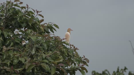 Kuhreiher-Und-Storch-Sitzen-Auf-Dem-Ganzen-Baum