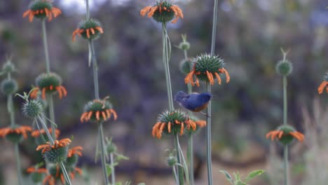 Pájaro-Azul-Nativo-De-América-Del-Norte,-Familia-De-Aves-Paseriformes-Cazando-Insectos