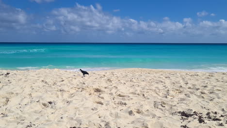 Pájaro-Negro-Sobre-Arena-Blanca-Vacía-De-Playa-Tropical-Y-Horizonte-Marino-Turquesa