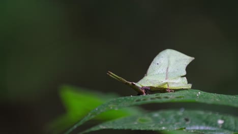 Langsam-Aus-Einem-Blatt-Herauszoomen:-Die-Heuschrecke-Systella-Rafflesii-Sitzt-Auf-Einem-Blatt-In-Einem-Nationalpark-In-Thailand