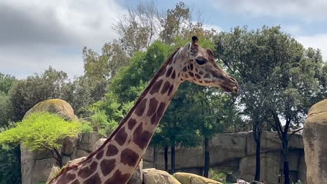 Closeup-view-of-the-head-and-neck-of-a-giraffe-outdoor