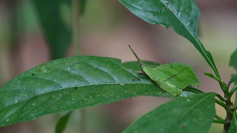 Haciendo-Ligeros-Movimientos,-Un-Saltamontes-Systella-Rafflesii-Estira-Sus-Diminutas-Patas-Y-Antenas-Mientras-Está-Sentado-Sobre-Una-Hoja-En-Un-Bosque-De-Tailandia