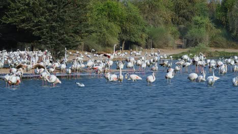 Bandadas-Migratorias,-Majestuosos-Animales-Sociales,-Flamencos,-Agua-Del-Lago-Ondeando