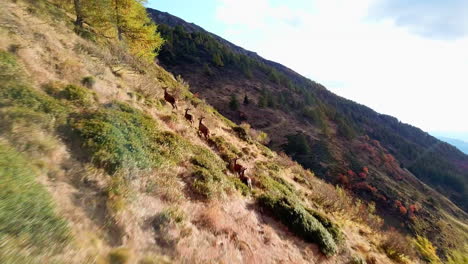 Aerial-shot-of-a-pack-of-female-deers-roaming-on-a-picturesque-mountain-trail