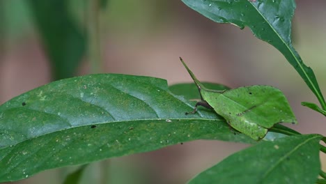 Moving-slowly-up-and-down,-a-leaf-grasshopper-Sytella-rafflesii-is-making-slight-movements-as-the-camera-zooms-out