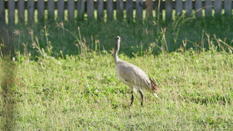 Ein-Australischer-Weißer-Ibis,-Der-Sich-Nervös-In-Einem-Hinterhof-Auf-Dem-Grünen-Hohen-Gras-Umschaut,-Townsville,-Queensland