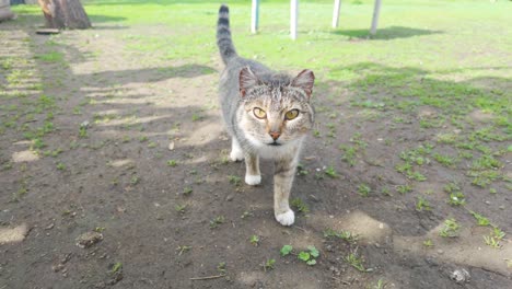 Domestic-Cat-In-Front-Of-Camera.-Close-up-Shot