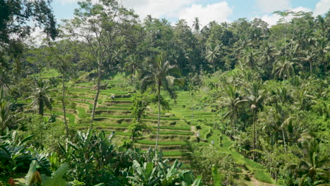 Reisterrassen-Im-Wunderschönen-Dschungel-Von-Ubud-Auf-Bali-Mit-Ein-Paar-Touristen-In-Der-Ferne,-Die-Den-Hügel-Hinunterlaufen-Und-Die-Landschaft-Erkunden---Langsame-Kamerafahrt