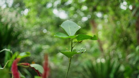 Arbusto-En-Flor-Acalypha-Hispida-Que-Crece-En-El-Jardín-Botánico