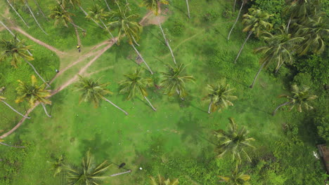 Tropical-white-sand-beach-with-coconut-palm-tree