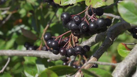 Aronia-Melanocarpa-Fruta-Sana-En-El-árbol,-Primer-Plano