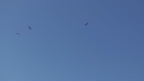 70-mm-images-with-a-drone-in-the-morning-that-show-a-group-of-vultures-circling-in-the-blue-sky-as-they-usually-do,-3-to-5-specimens-appear,-the-video-is-in-slow-motion