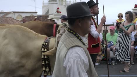 A-Tourist-Photographing-a-Man-and-Oxen-During-the-Procession-of-Romería-de-La-Orotava-in-La-Orotava,-Tenerife,-Spain---Medium-Shot