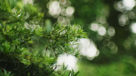 Bokeh-Nature-Background-In-Springtime.