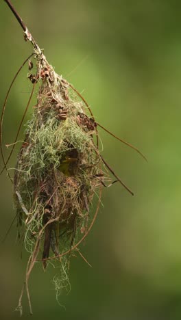 Ein-Junger-Braunkehl-Nektarvogel-Schaut-Aus-Dem-Nest-Auf-Und-Versucht,-Herauszukommen