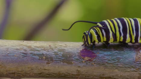 A-vibrant-caterpillar-with-yellow,-black,-and-white-stripes-crawls-along-a-stick,-showcasing-the-beauty-of-nature’s-patterns-and-the-simplicity-of-insect-life