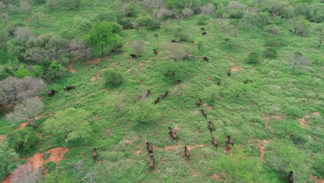 Drone-Aerial,-Herd-of-Cape-buffalo-running-grazing-in-green-landscape,-Africa