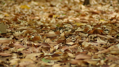 Hojas-Marrones-Secas-En-El-Suelo-Del-Bosque-Durante-El-Otoño.