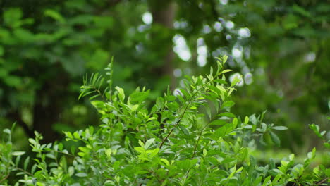 Follaje-Denso-De-Una-Pequeña-Planta-En-El-Parque-Forestal