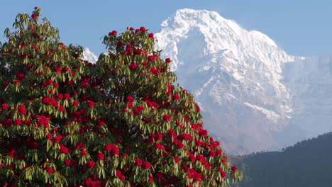 Drohnenaufnahme-Eines-Roten-Rhododendrons,-Nepals-Nationalblume,-In-Voller-Blüte-Mit-Blick-Auf-Die-Annapurna--Und-Machhapuchhre-Bergkette-Vom-Dorf-Ghandruk-In-Pokhara