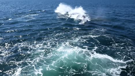 A-majestic-whale-breaches-the-ocean’s-surface,-its-body-partially-visible-against-the-deep-blue-sea-backdrop