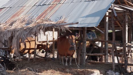 A-brown-cow-stands-peacefully-under-a-thatched-roof-overhang-of-a-farm-shed