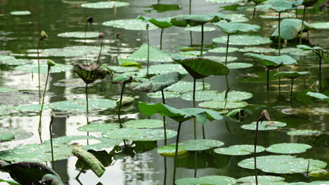 Lily-Pads-Over-Still-Lake-Water-With-Reflection