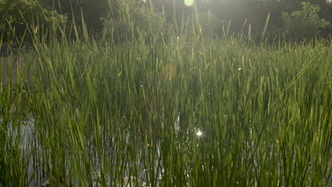 Camera-moves-left-to-right-pass-water-cress-with-sun-flare-reflecting-off-the-water