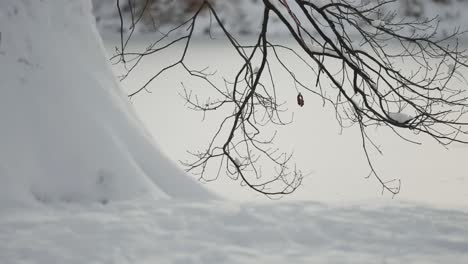 La-Nieve-Cae-Lentamente-Alrededor-De-Un-Viejo-Roble-En-La-Orilla-De-Un-Pequeño-Estanque,-Creando-Un-Paisaje-Nevado