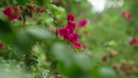 Bougainvillea-Dornige-Zierpflanze-Mit-Blüten,-Die-Trocken-Werden