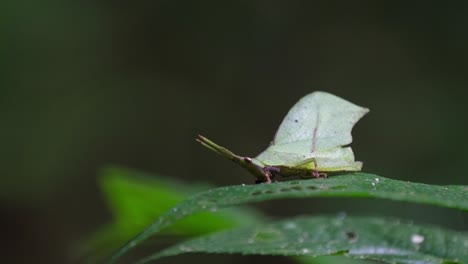 Zooming-out-of-a-tiny-leaf-grasshopper-Systella-rafflesii-that-is-sitting-on-a-wide-leaf-in-a-national-park-forest-in-Thailand