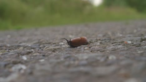 Snail-crawls-on-a-concrete-sidewalk