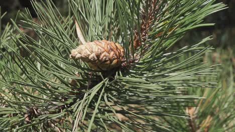 Closeup-of-cone-of-Austrian-black-pine-tree-in-slight-breeze