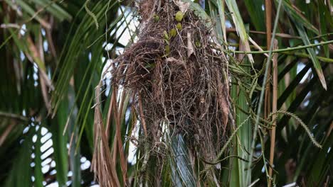 Aus-Einem-Nest-Aus-Reben,-Getrockneten-Blättern-Und-Anderen-Materialien-Schießen-Jungvögel-Des-Langschwanz-Breitschnabels-Psarisomus-Dalhousiae-Hervor,-Die-Durch-Das-Loch-Ihres-Nestes-Blicken